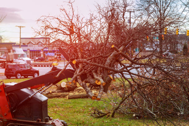 Best Seasonal Cleanup (Spring/Fall)  in USA